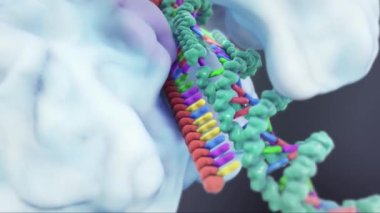 DNA Rna 'ya Aktarılıyor