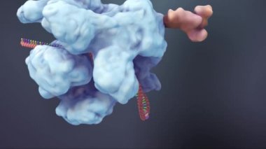 3 boyutlu DNA 'nın genetik yapısı