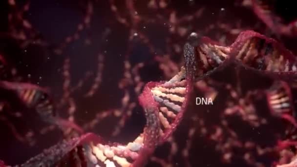 Dna鎖の二重らせん構造クローズアップアニメーション — ストック動画