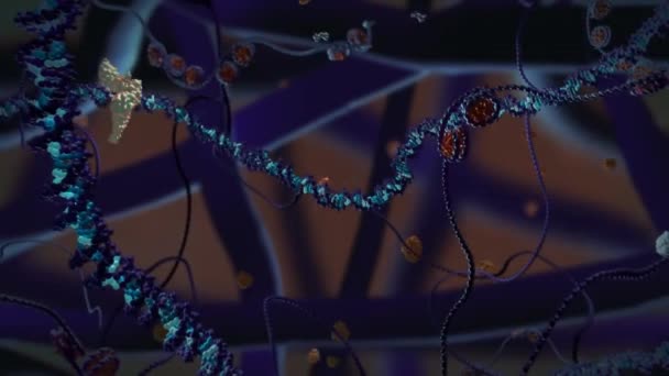 Dna分子に結合するタンパク質 — ストック動画