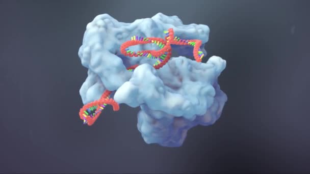Dna Skládá Molekul Nazývaných Nukleotidy Každý Nukleotid Obsahuje Fosfátovou Skupinu — Stock video