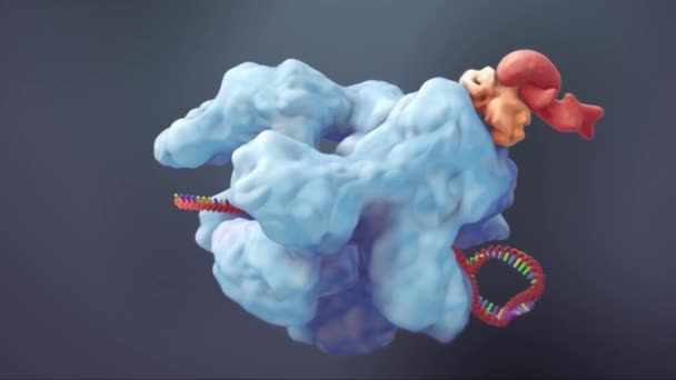 Die Genetische Struktur Der Animierten Dna — Stockvideo