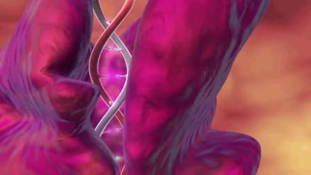 Deoxiribo Nucleïnezuur Kort Dna Een Nucleïnezuur Dat Genetische Instructies Bevat — Stockvideo