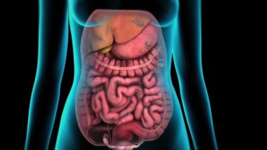 İnsan vücudunda hasarlı ince bağırsak. 3 boyutlu animasyon başarısız kanser yaralanması iç organlar mide anatomisi karaciğer organı. Sindirim sorunları