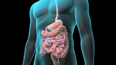 İnsan sindirim sisteminin anatomisi