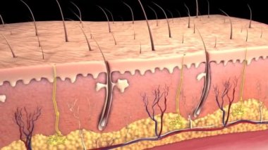 Derinin anatomik yapısı