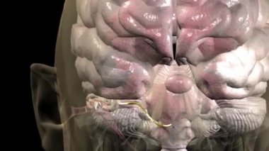 İç kulak. İşitme süreci.