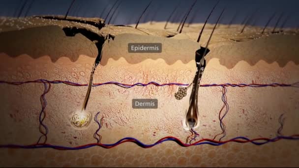皮膚や細菌の解剖学的構造 — ストック動画