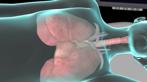 Nsan Dolaşım Sistemi Kalp Atışı Anatomisi — Stok video