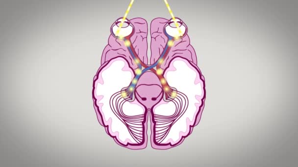 Yeux Cerveau Médical — Video