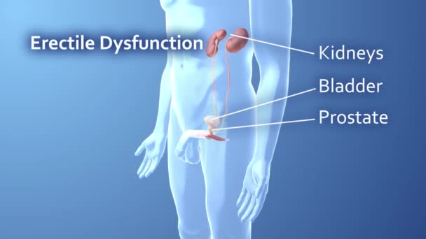 Friska Manliga Reproduktiva Organ Dags Att Erektion — Stockvideo