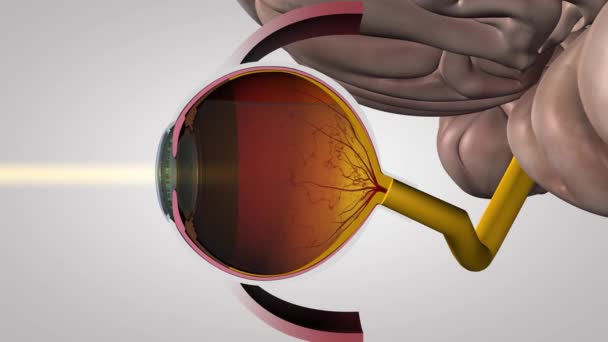 Olhos Cérebro Médico — Vídeo de Stock