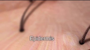 Derinin anatomik yapısı