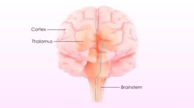 İnsan Sinir Sistemi Beyin Anatomisi Merkezi Organı
