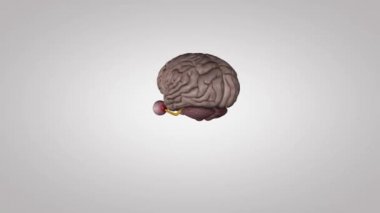 gözler ve beyin 3 boyutlu tıbbi