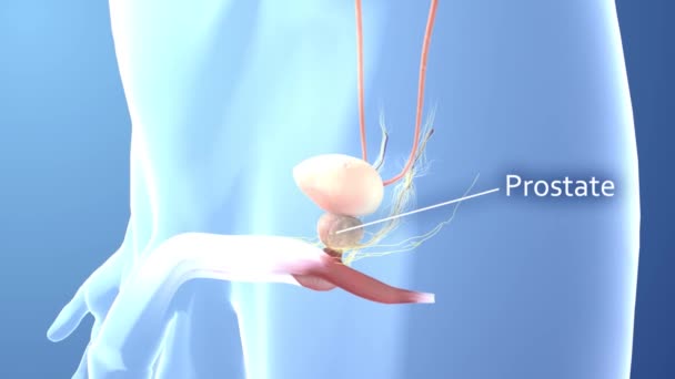 Male Reproductive System Animation — Stock Video