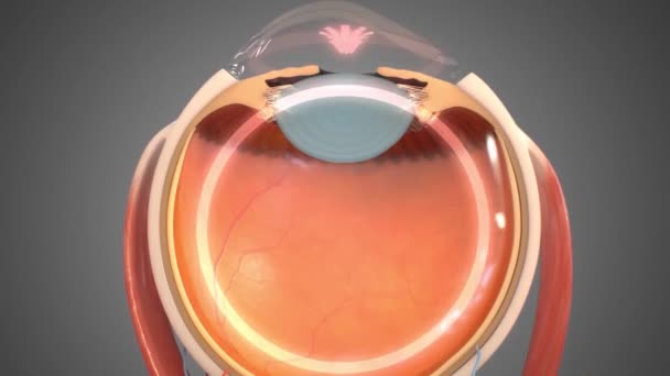 Célula Neuronal Dentro Olho Humano Olho Humano Para Uma Animação — Vídeo de Stock