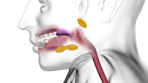 嘴里的酶有助于分解食物 — 图库视频影像