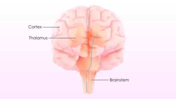 Órgão Central Sistema Nervoso Humano Anatomia Cérebro — Vídeo de Stock