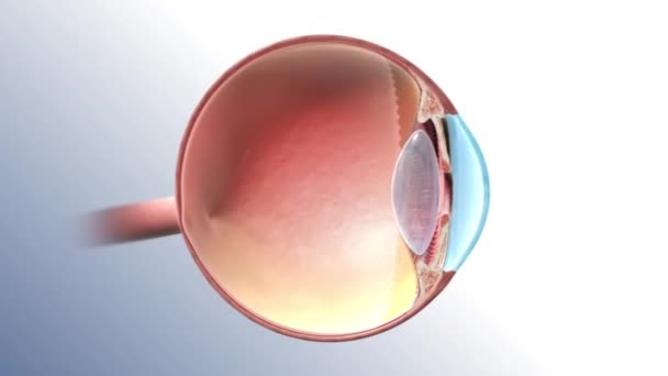 Internal Structure Eye — Stock Video