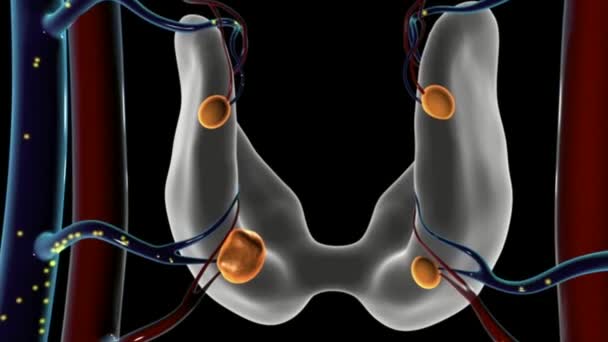 Masa Crecimiento Tiroideo Humano — Vídeo de stock