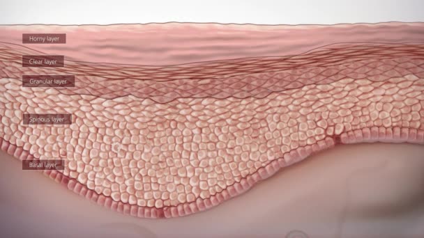 Estrutura Anatômica Pele — Vídeo de Stock