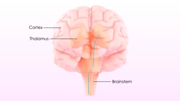 Central Organ Human Nervous System Brain Anatomy — Stock Video