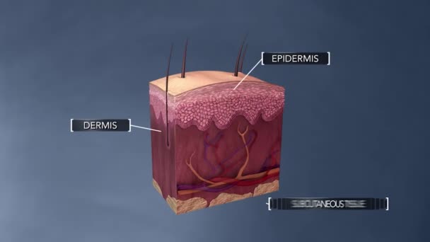 Estrutura Anatômica Pele — Vídeo de Stock