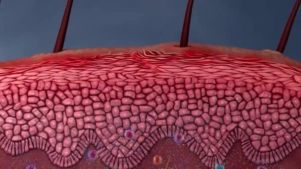 Estrutura Anatômica Sistema Trabalho Pele — Vídeo de Stock