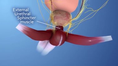 Erkek üreme organı anatomisi