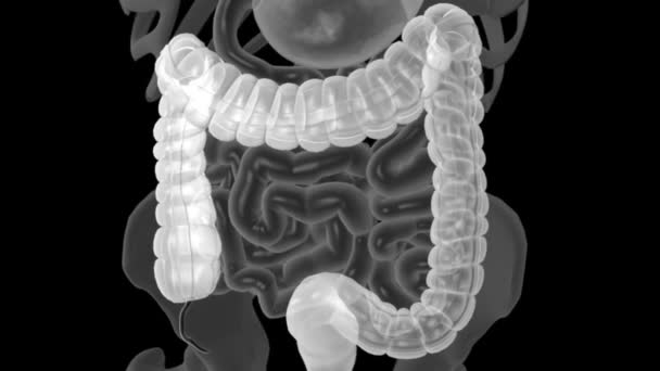 Digestive System Large Intestine — Stock Video