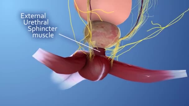Anatomia Degli Organi Riproduttivi Maschili — Video Stock