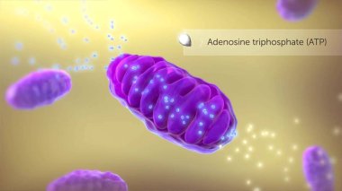 ATP synthase 3d illüstrasyon