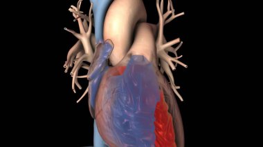 3D medikal kalp çizimi