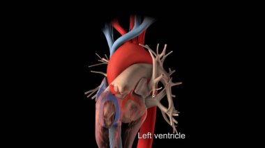 3D medikal kalp çizimi