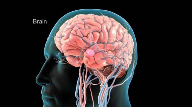 Digital medical illustration: Human brain with blood vessels. Anatomically correct, isolated on black. 3D rendering clipart