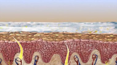 Deri anatomisi. Damar arteri, saç kılı, ter bezi, deri altı derisi ve deri altı derisi olan insan derisi örnekleri. Cilt katmanlarının insan kesitleri