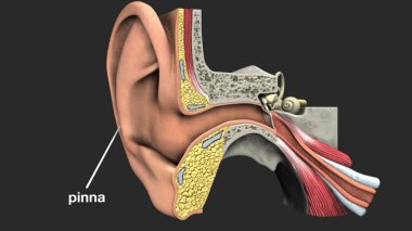 İnsan kulağının anatomisi.