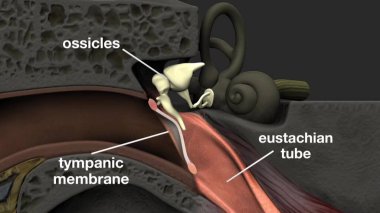 İnsan kulağının anatomisi.