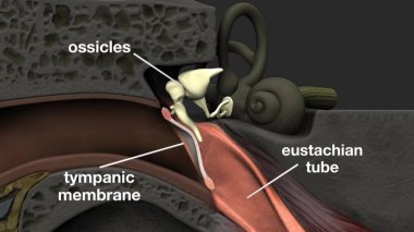 Anatomy of human ear. clipart