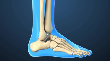 İzole edilmiş ayak ve ayak bileği eklemi kemikleri.