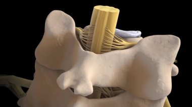 Anatomik olarak omurgalar arası omurganın 3D görüntüsü doğru