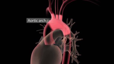 Abdominal aort anevrizması. Abdominal atardamar dolaşım sistemi. Abdominal aort ve anevrizmalı karın aortu sağlıklı. Siyah arkaplanda izole edilmiş düz biçim illüstrasyon