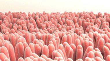 Bağırsak mikrobiyomu, insan sindirim sisteminin anatomisini gösteren 3 boyutlu çizim ve enterik bakteri Escherichia coli, E. coli, jejunum, ileum ve bağırsağın diğer kısımlarında kolonileşme. İç organları normal bitki örtüsü