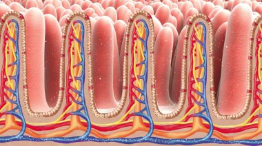 Intestinal microbiome, 3D illustration showing anatomy of human digestive system and enteric bacteria Escherichia coli, E. coli, colonizing jejunum, ileum, other parts of intestine. Gut normal flora clipart