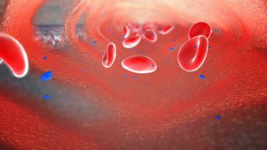 Albümün serbest ve biyoaktif testosteronun hesaplanmasındaki rolü