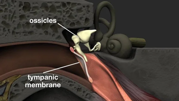 Ear Organ Detects Sound Only Receives Sound Also Aids Balance — Stock Photo, Image