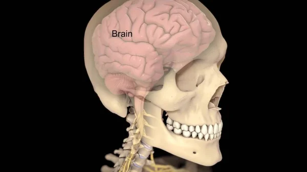 Lidský Mozek Fakta Funkce Anatomie — Stock fotografie