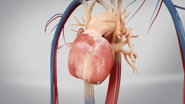 Concepto Animación Anatomía Del Latido Cardíaco Del Sistema Circulatorio Humano —  Fotos de Stock