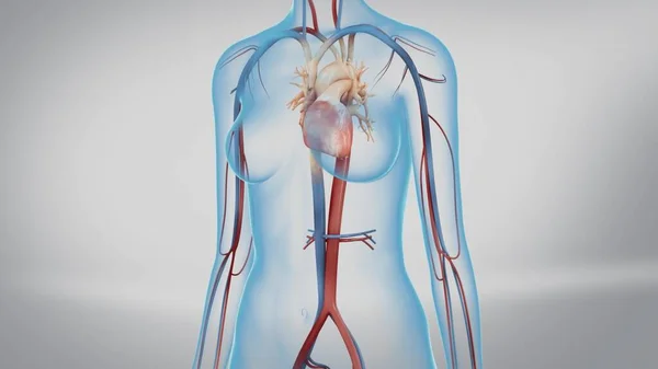 Människans Cirkulationssystem Hjärta Slå Anatomi Animation Koncept Tredimensionell — Stockfoto